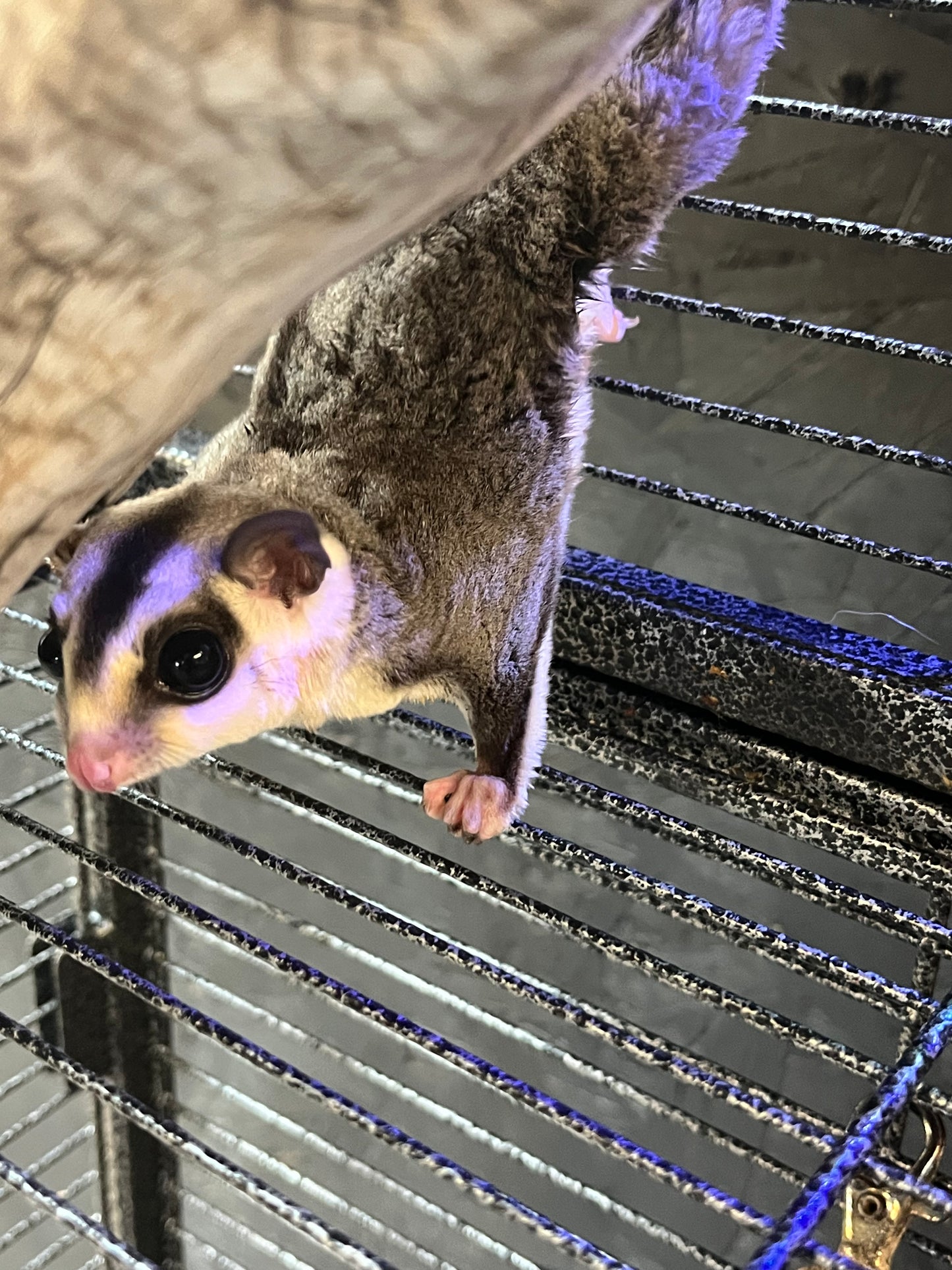 Sugar Gliders - Female Pair