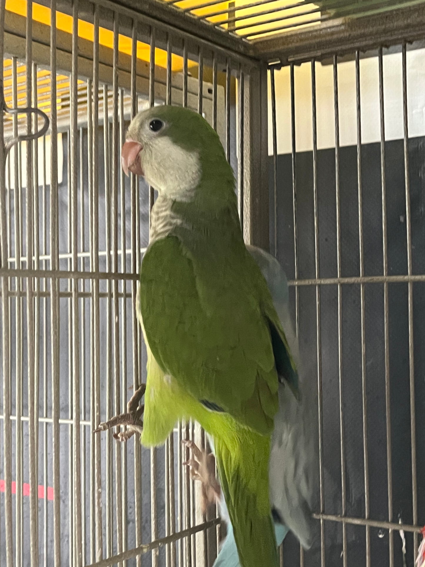 Quaker Parrot - Hand Fed - Baby - Monk Parakeet