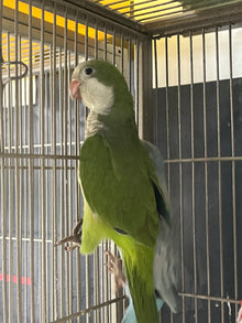 Hand-fed Quaker parrot baby in a cage, showcasing vibrant green feathers and a social demeanor.