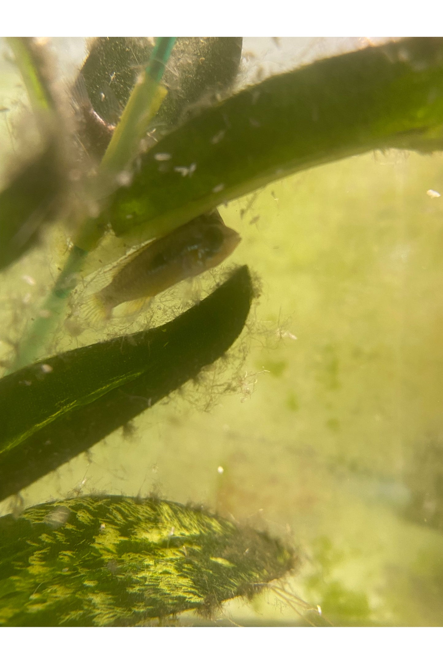 Apistogramma Agassizii