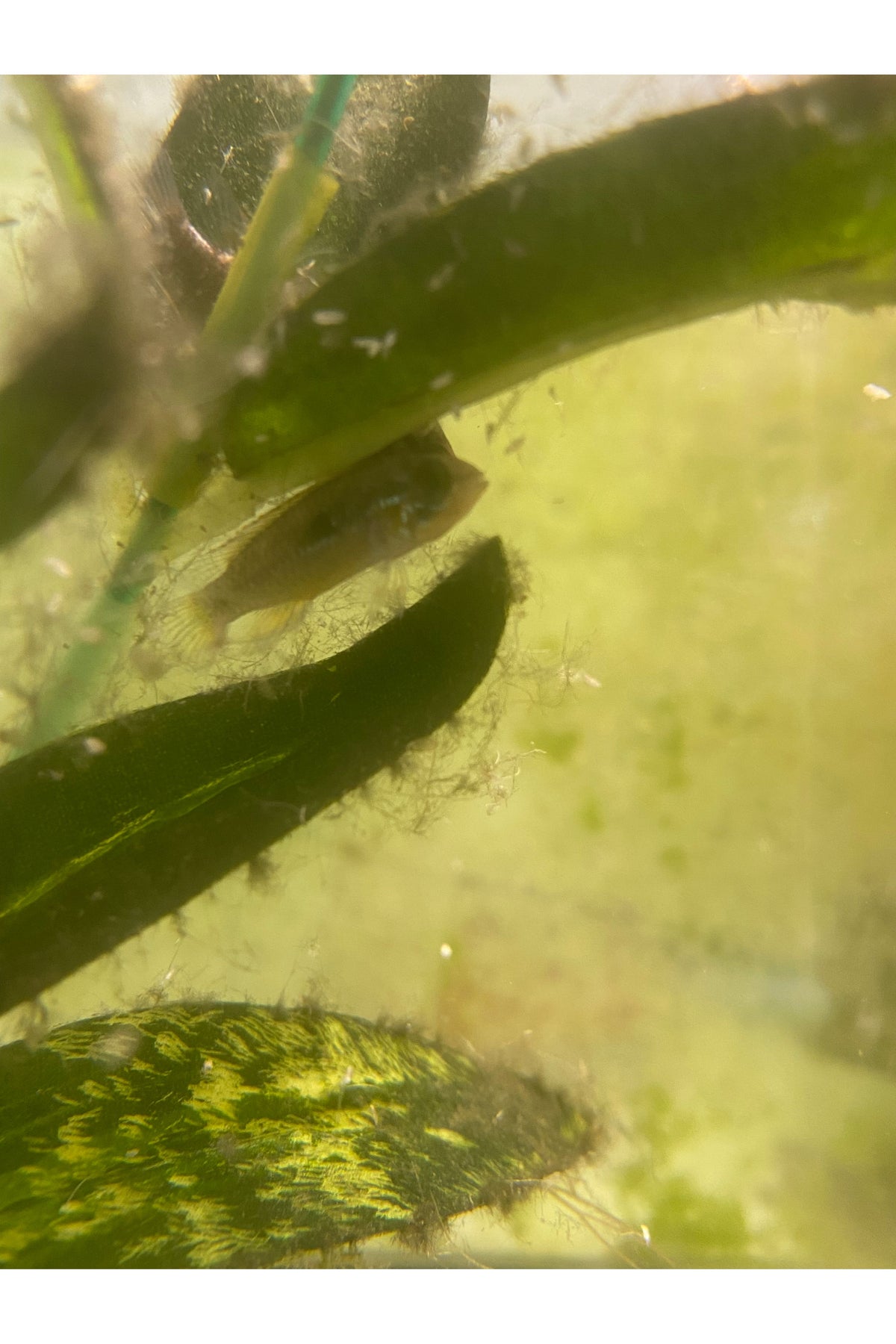 Apistogramma Agassizii