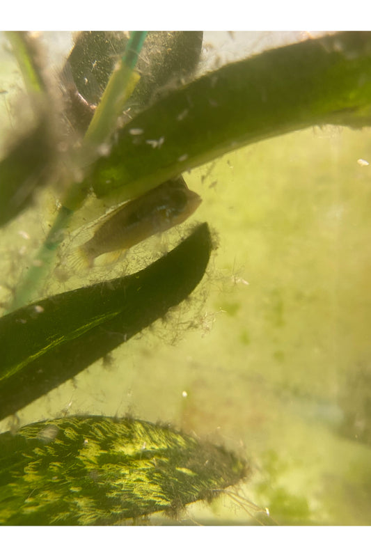 Apistogramma Agassizii