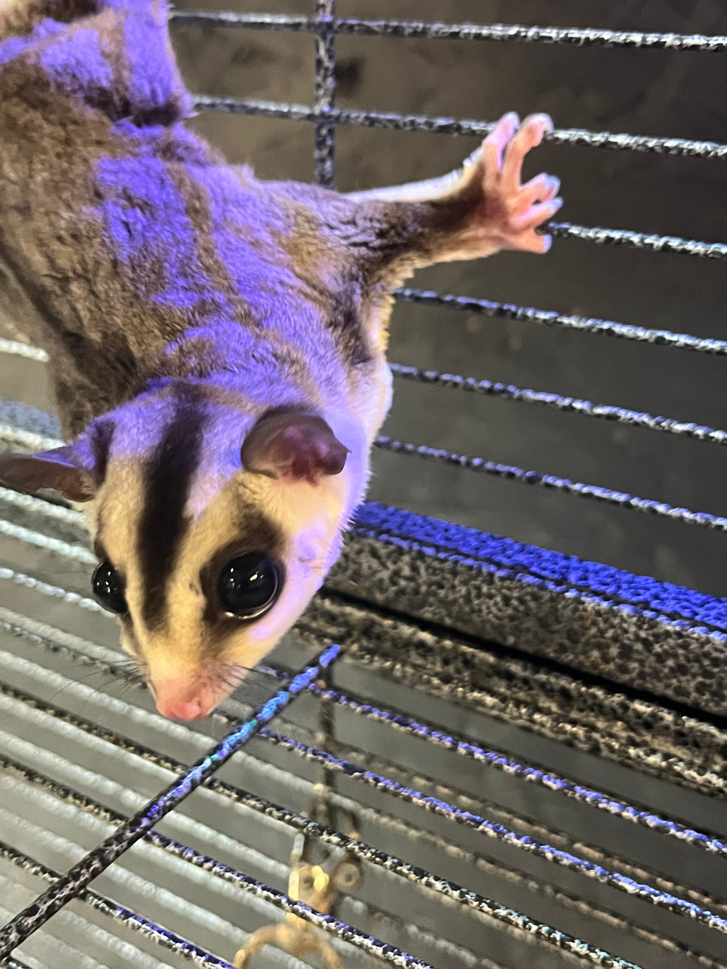 Sugar Gliders - Female Pair