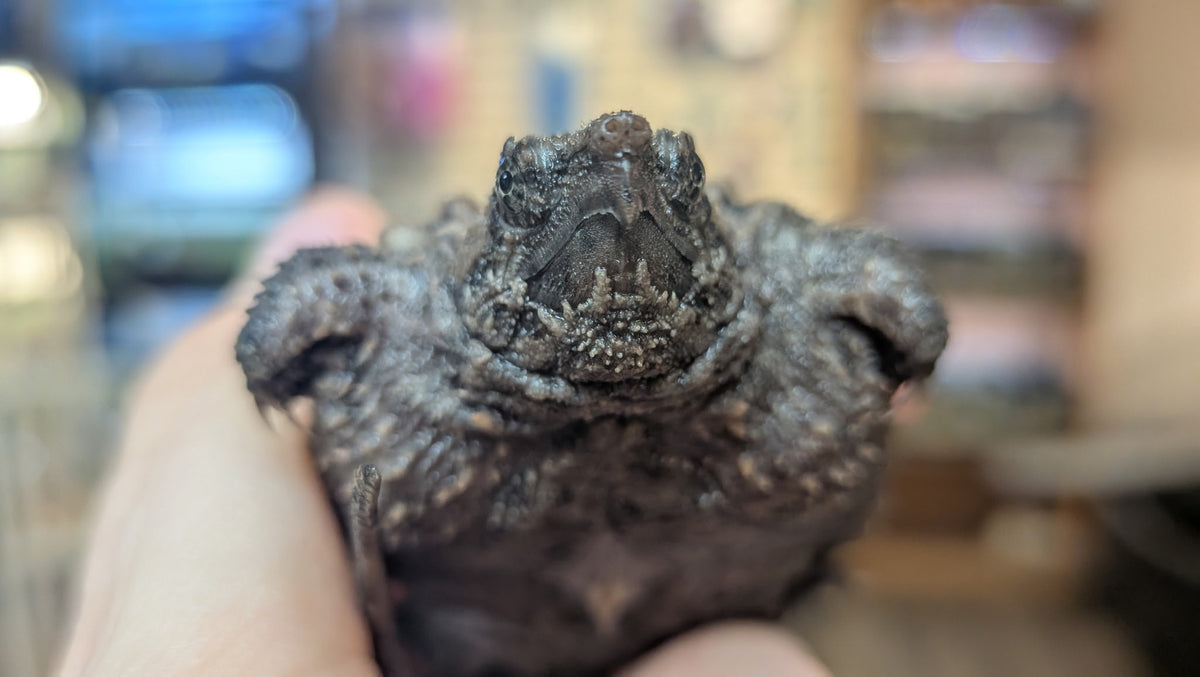 Alligator Snapping Turtle - Hatchling