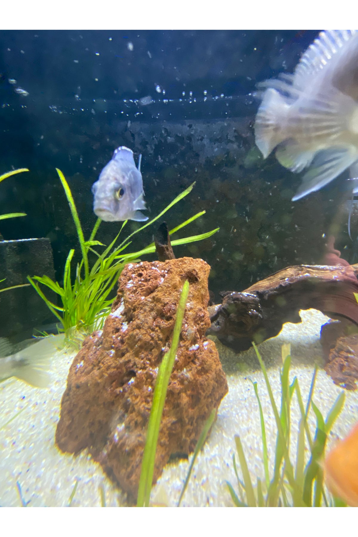Assorted Cichlids
