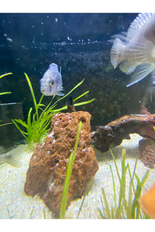 Assorted Cichlids
