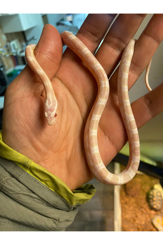 Coral Snow Het Scaleless Corn Snake - Juvenile