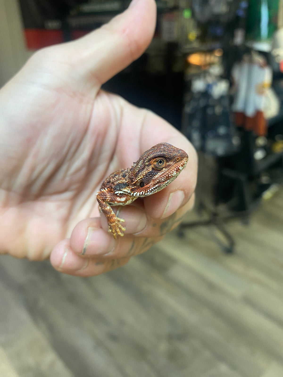 Red Monster Bearded Dragon - Hatchling