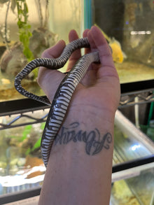 Florida Banded Water Snake - Sub Adult