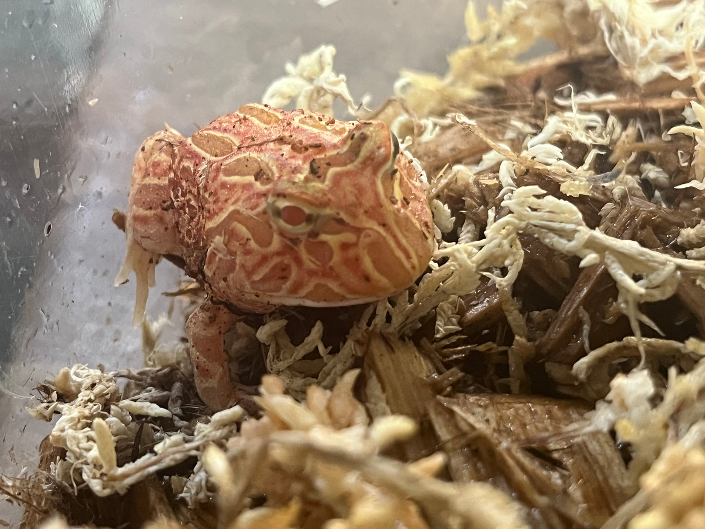 Raspberry Pac-Man Frog
