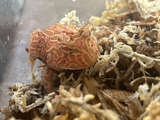Raspberry Pac-Man Frog
