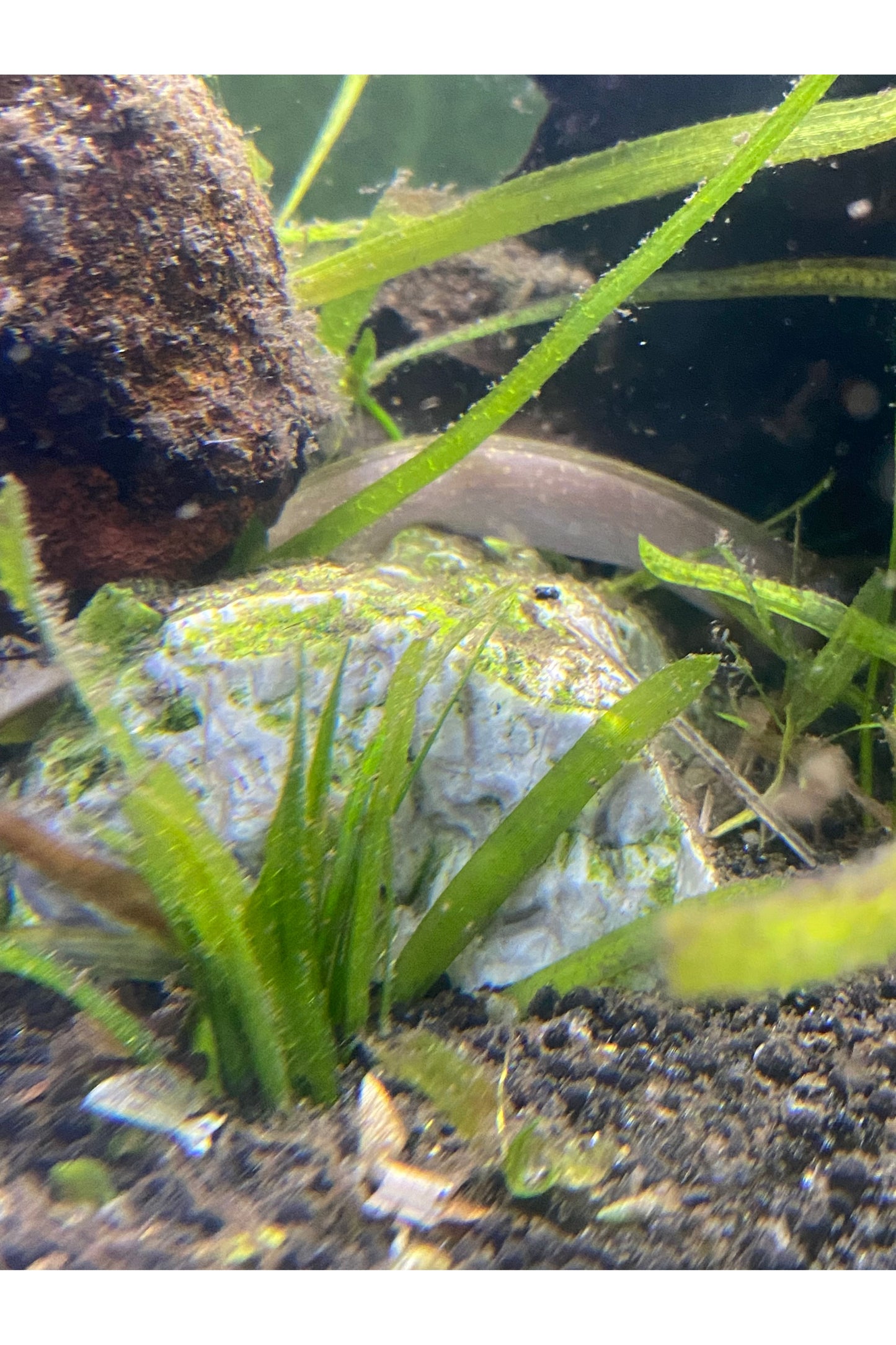 Marble Morray Eel