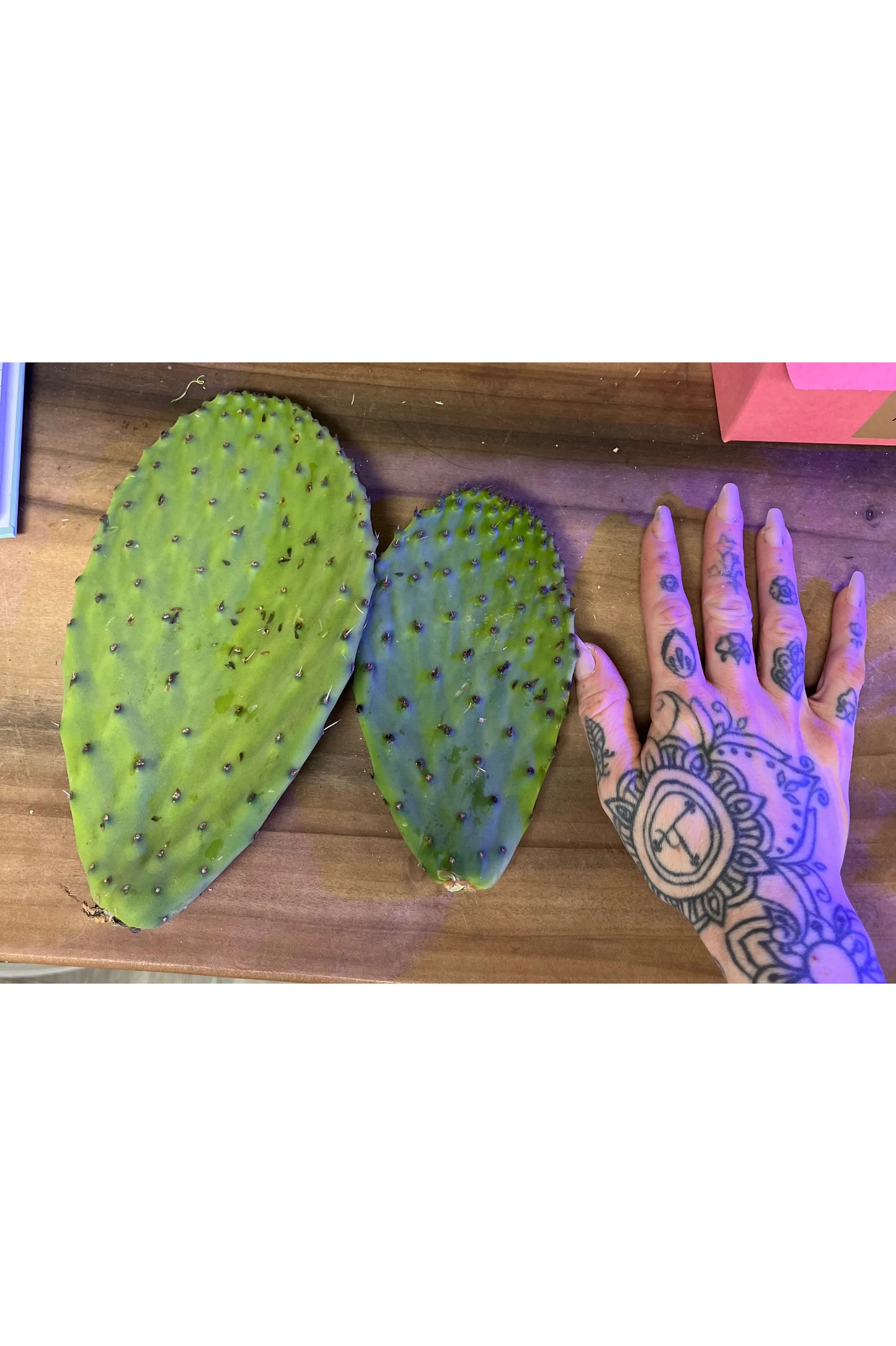 Cactus Rounds (2 pack)