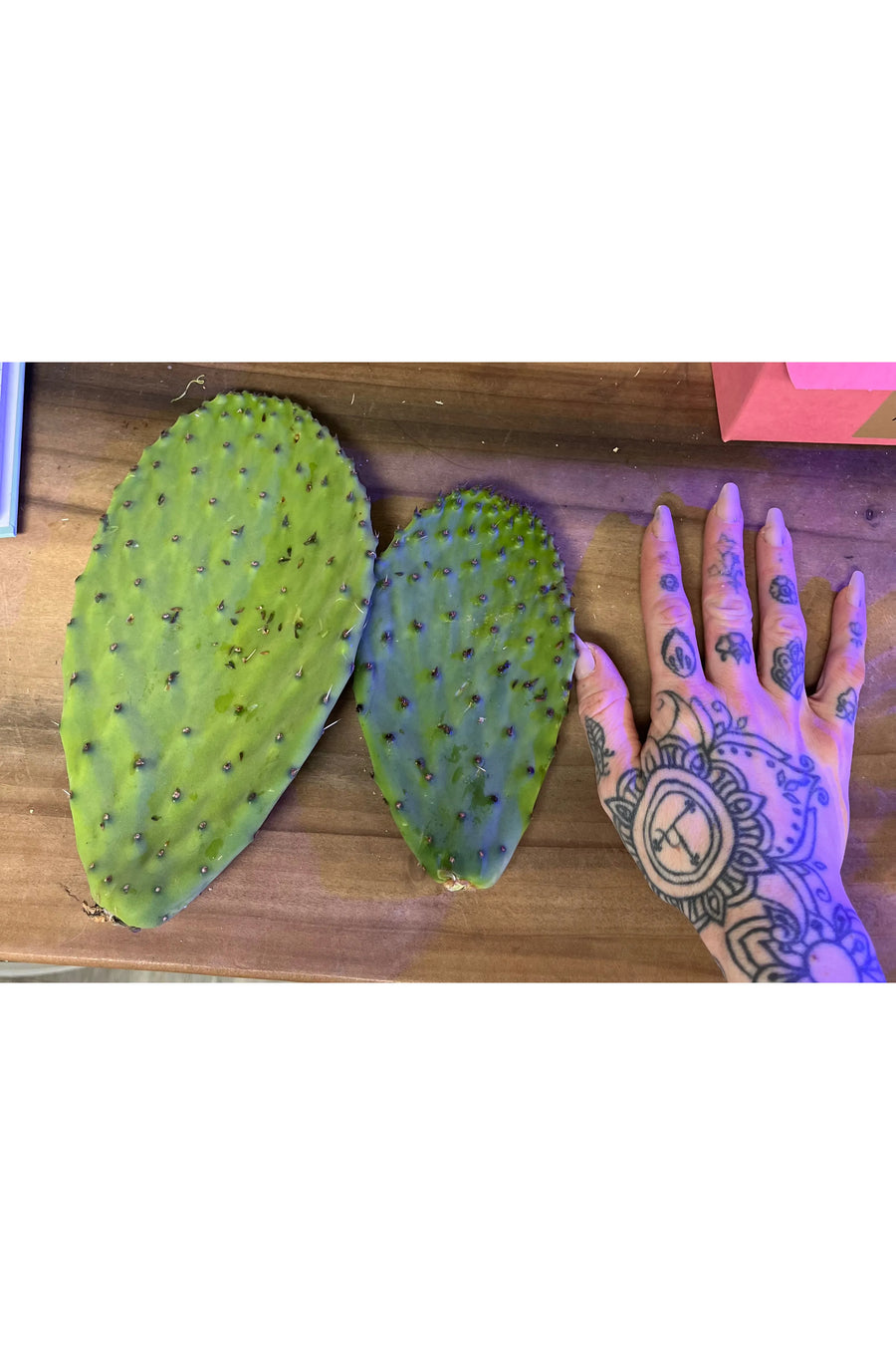Cactus Rounds (2 pack)