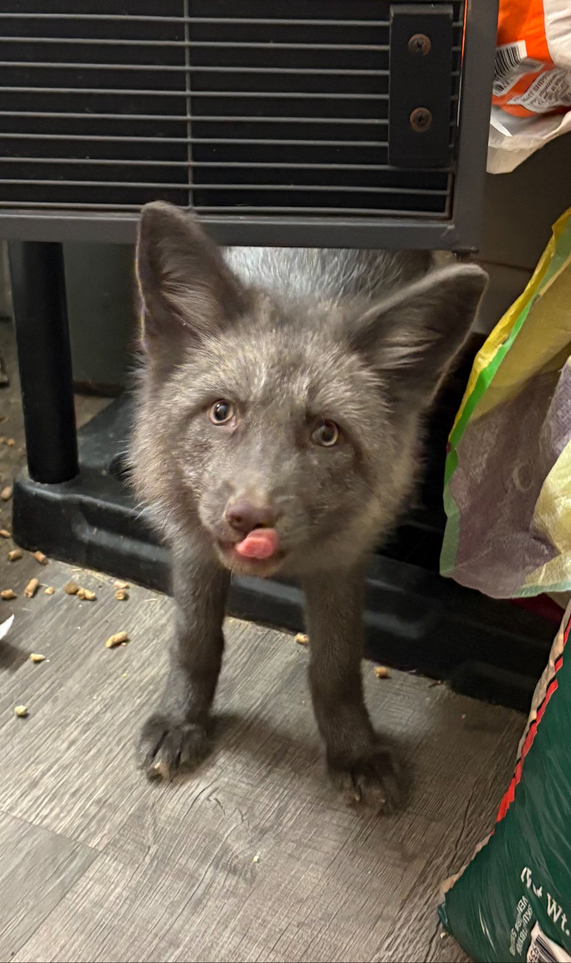 Silver X Red Fox - Male - Juvenile - OHIO SALES ONLY
