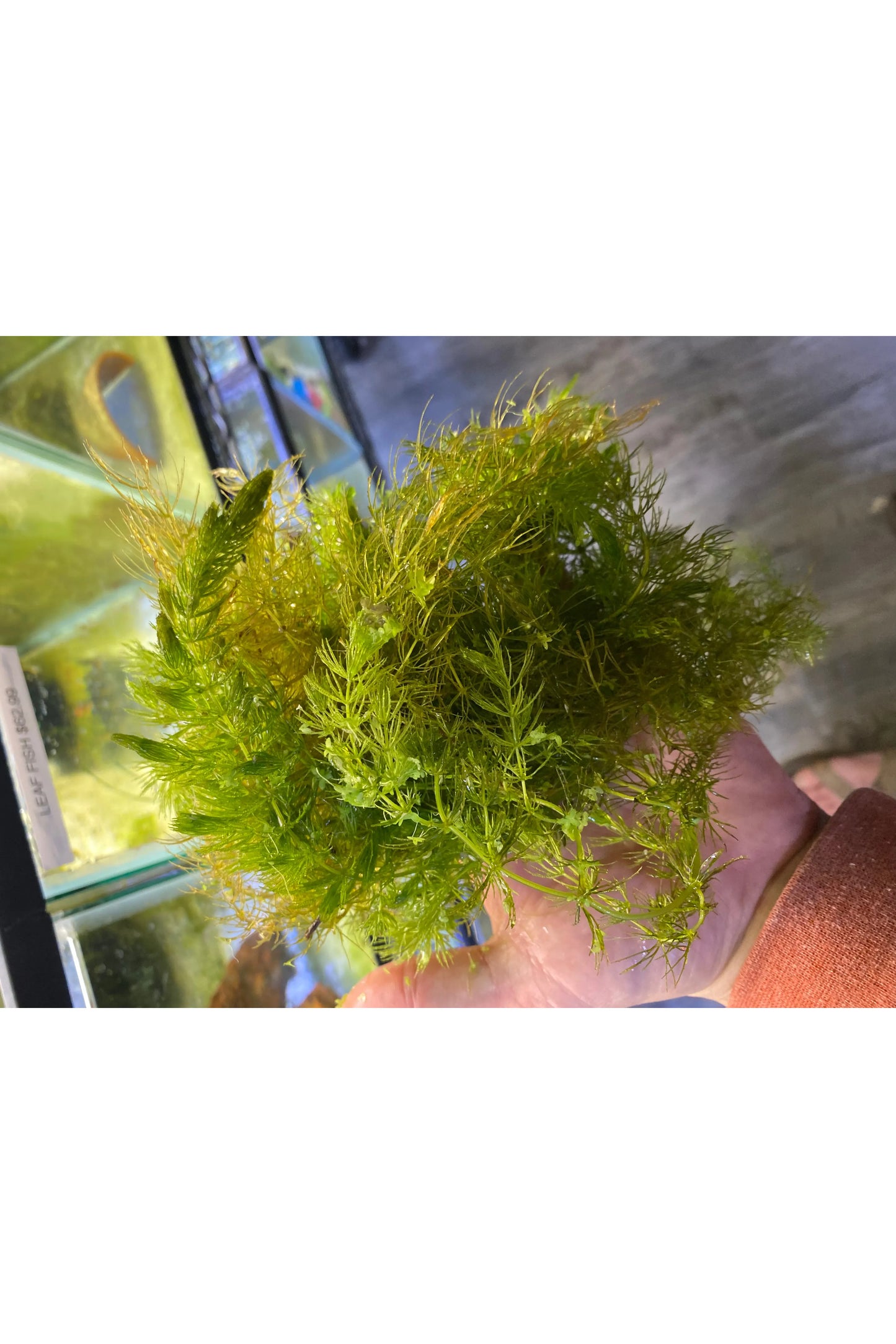 Hornwort