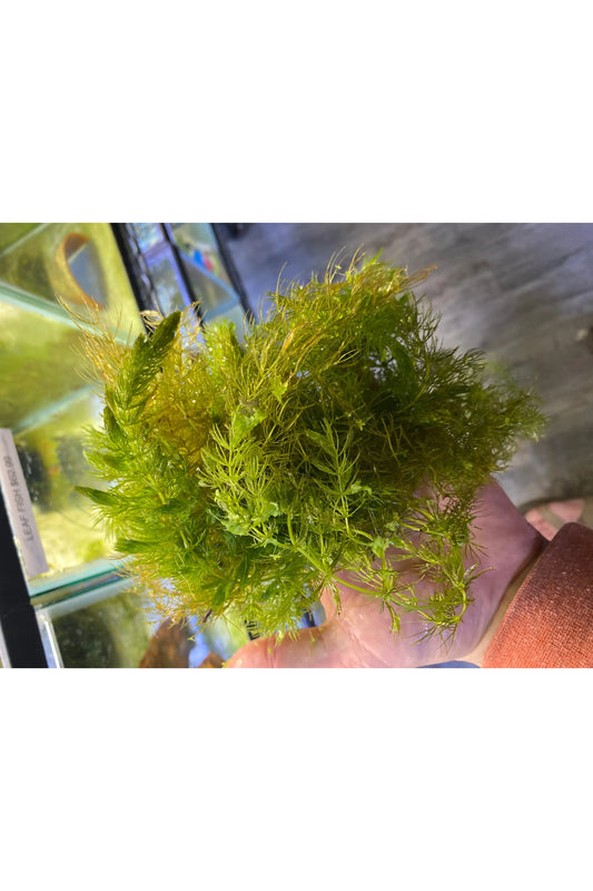 Hornwort