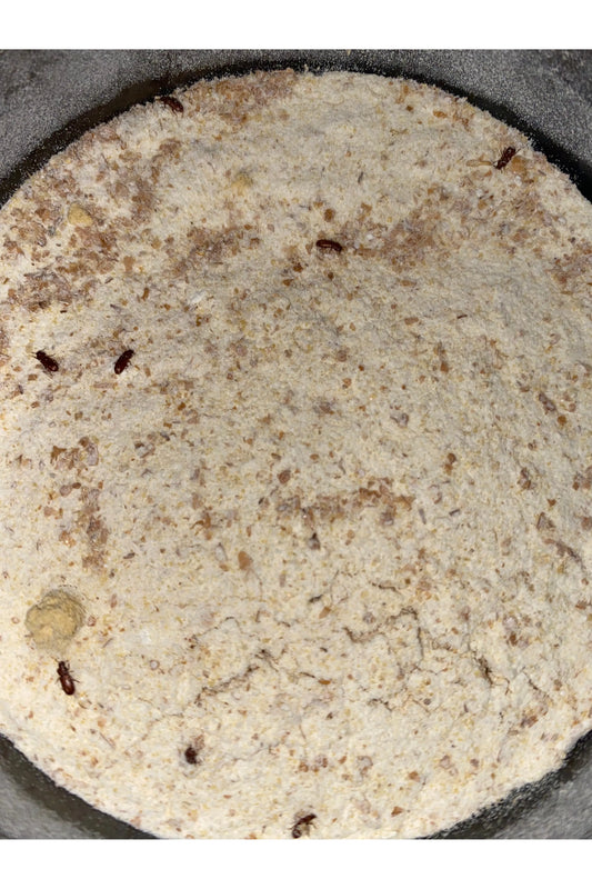 Rice Flour Beetles
