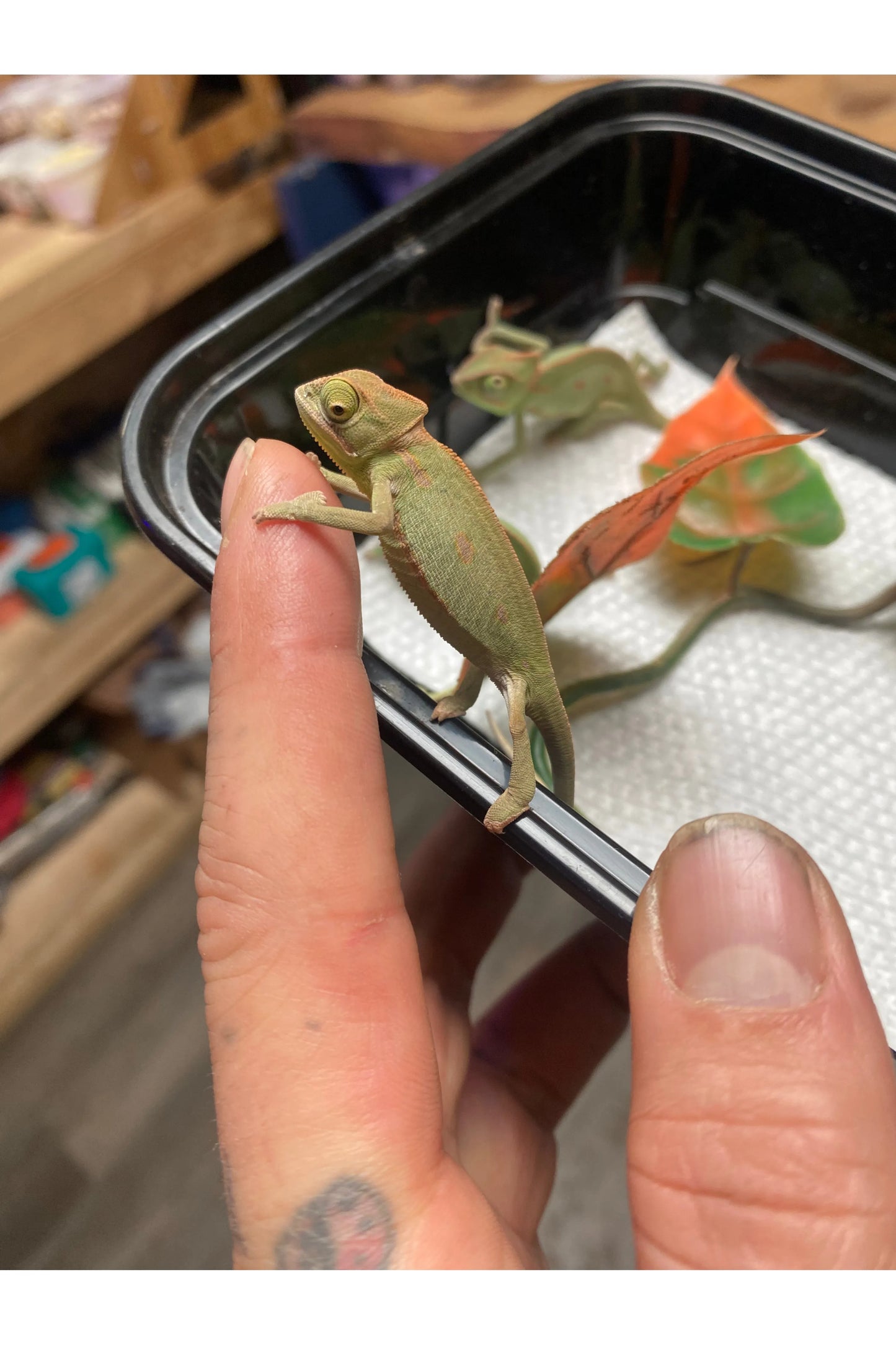 Veiled Chameleon - Hatchling