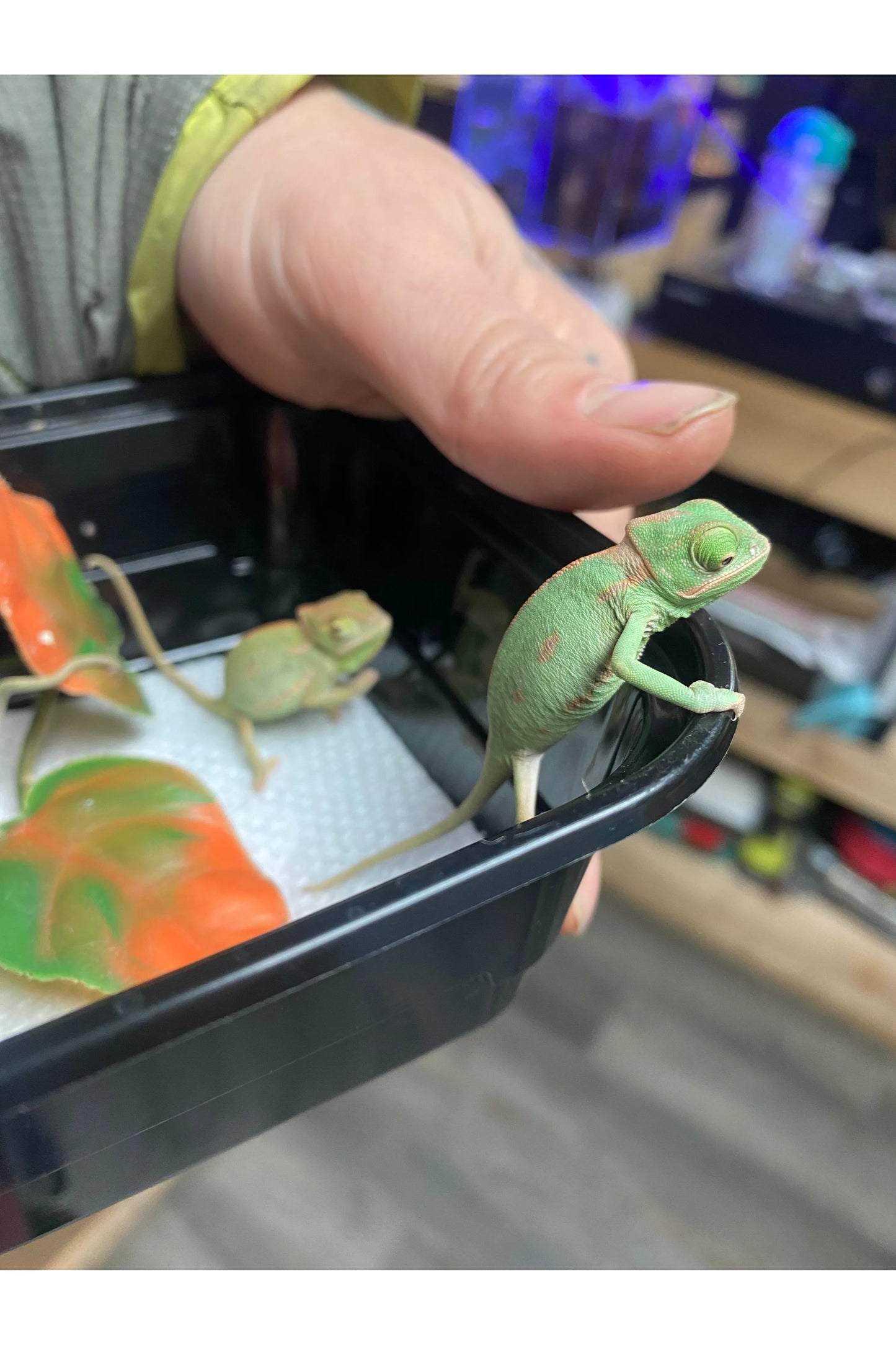 Veiled Chameleon - Hatchling