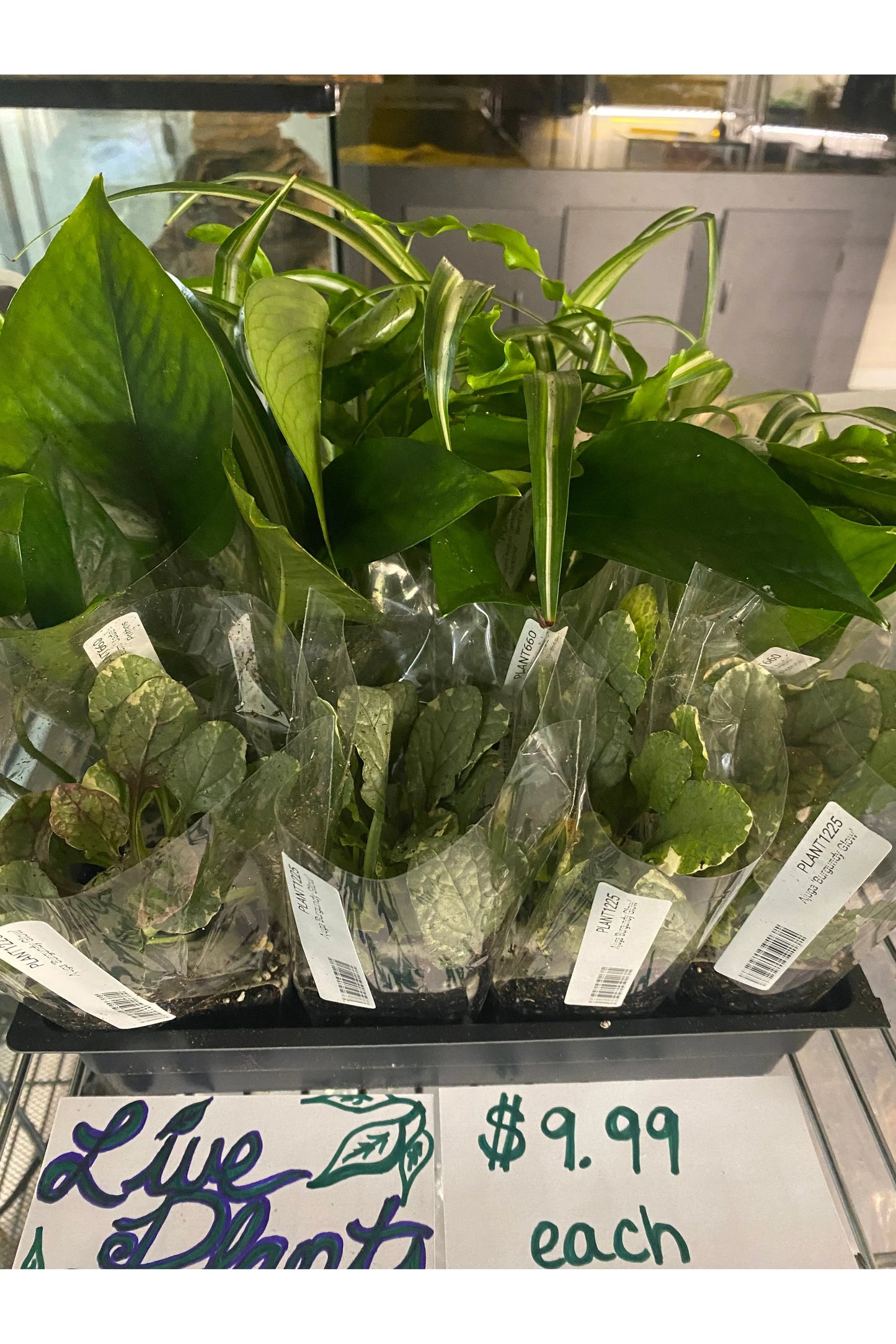 Assorted Live Plants - Terrarium Ready