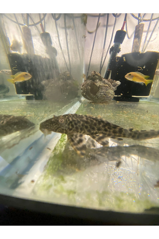 Common Pleco