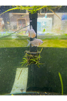 Red Pacu