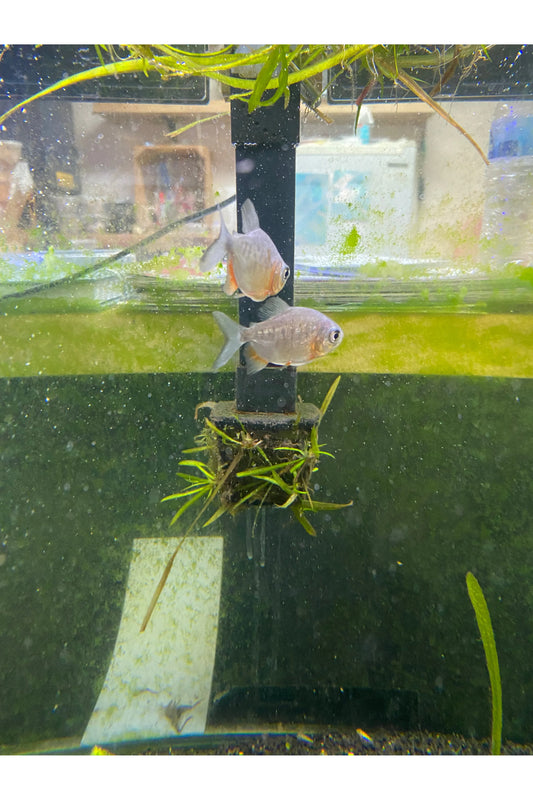Red Pacu
