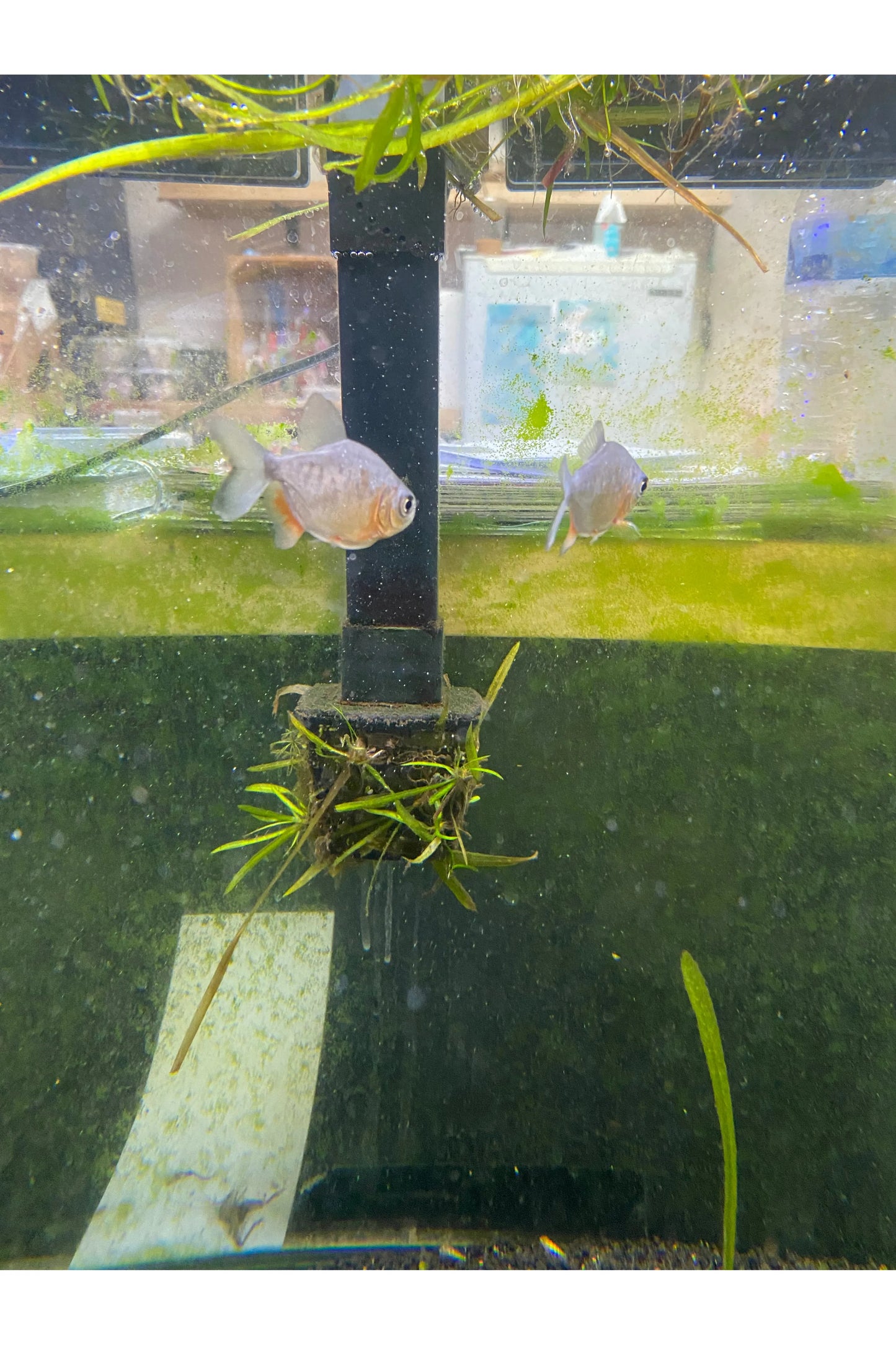 Red Pacu