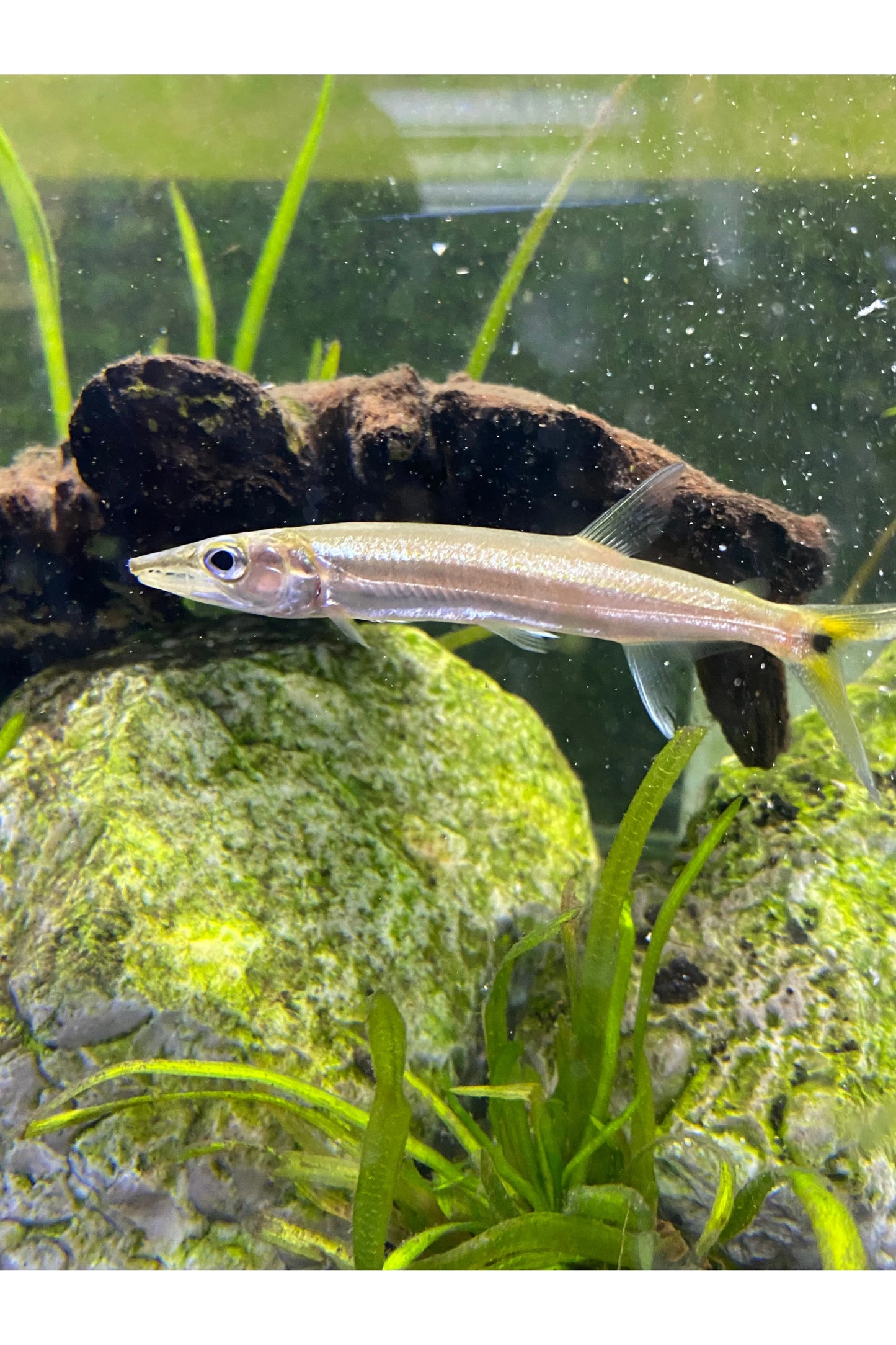 Red Tail Barracuda