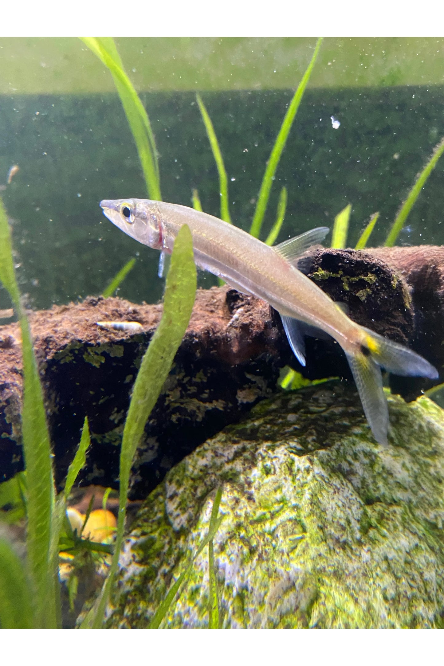 Red Tail Barracuda
