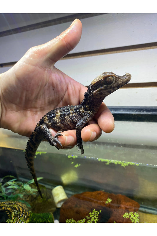 Cuvier Dwarf Caiman - Hatchling