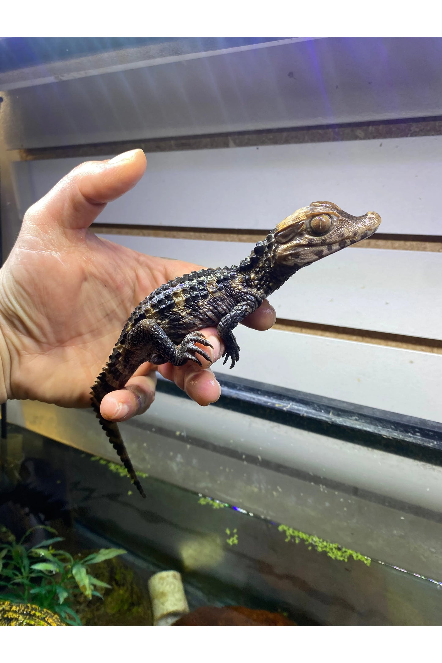 Cuvier Dwarf Caiman - Hatchling