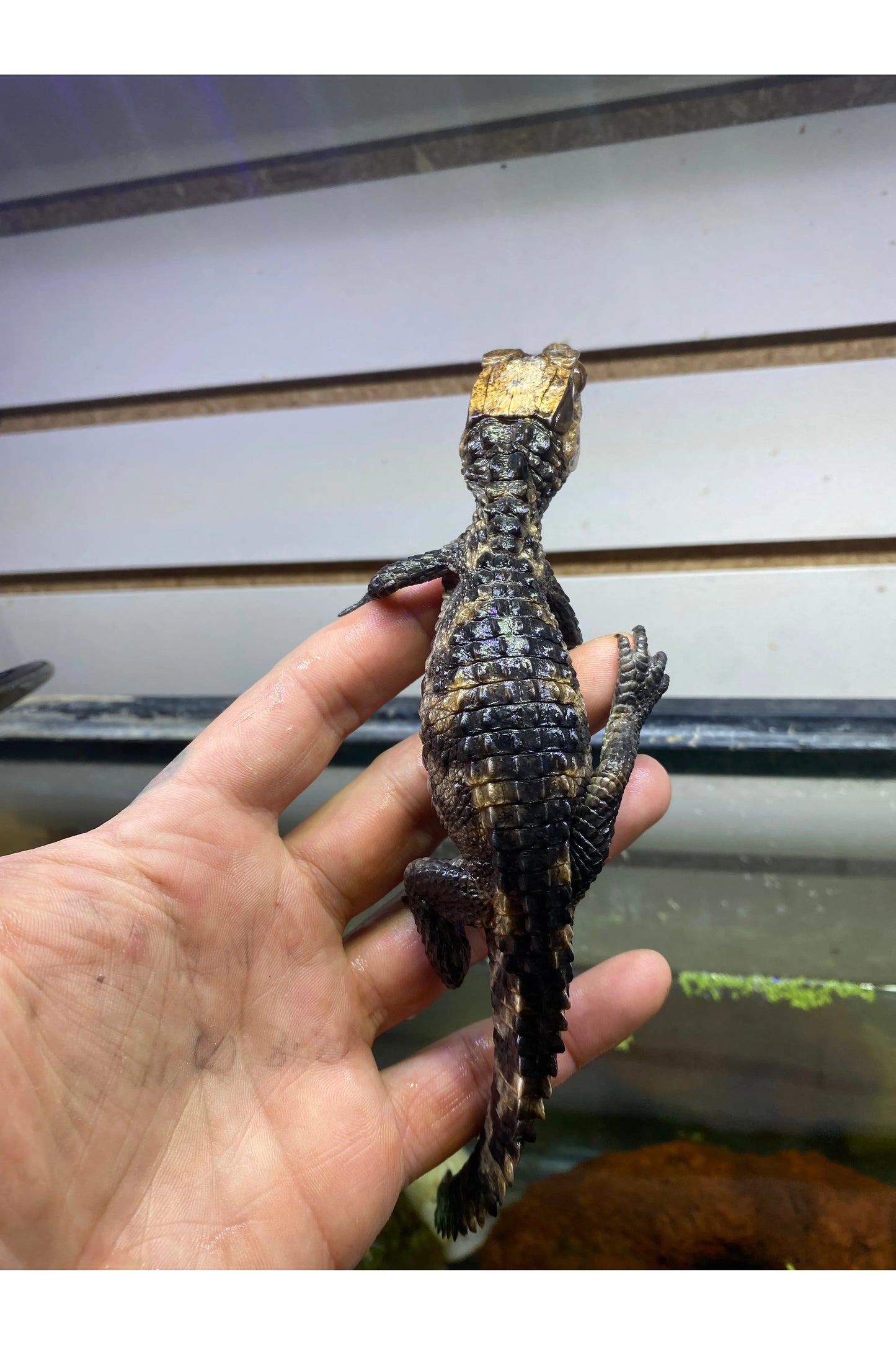 Cuvier Dwarf Caiman - Hatchling