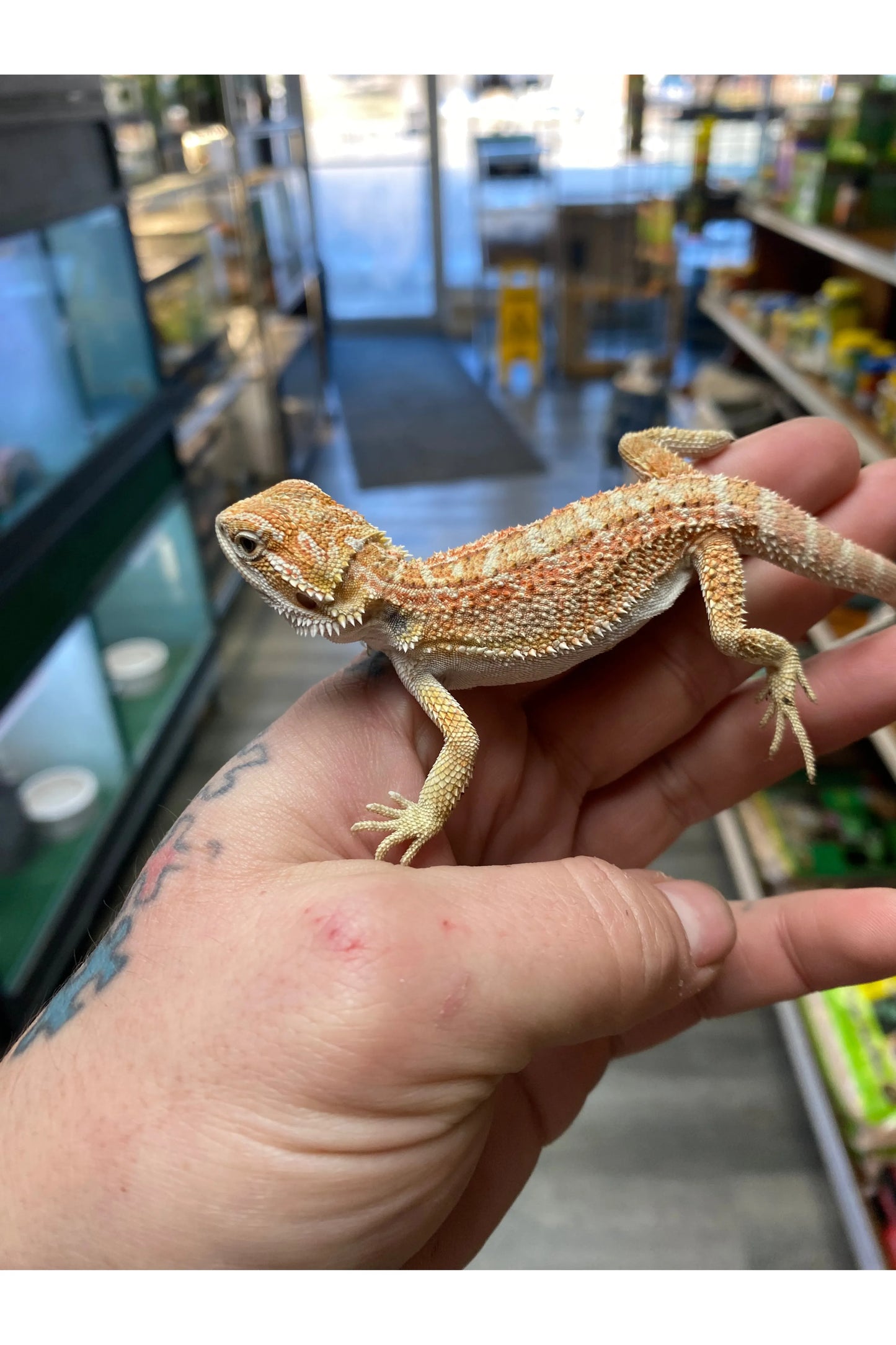 Fancy Bearded Dragon - Juvenile