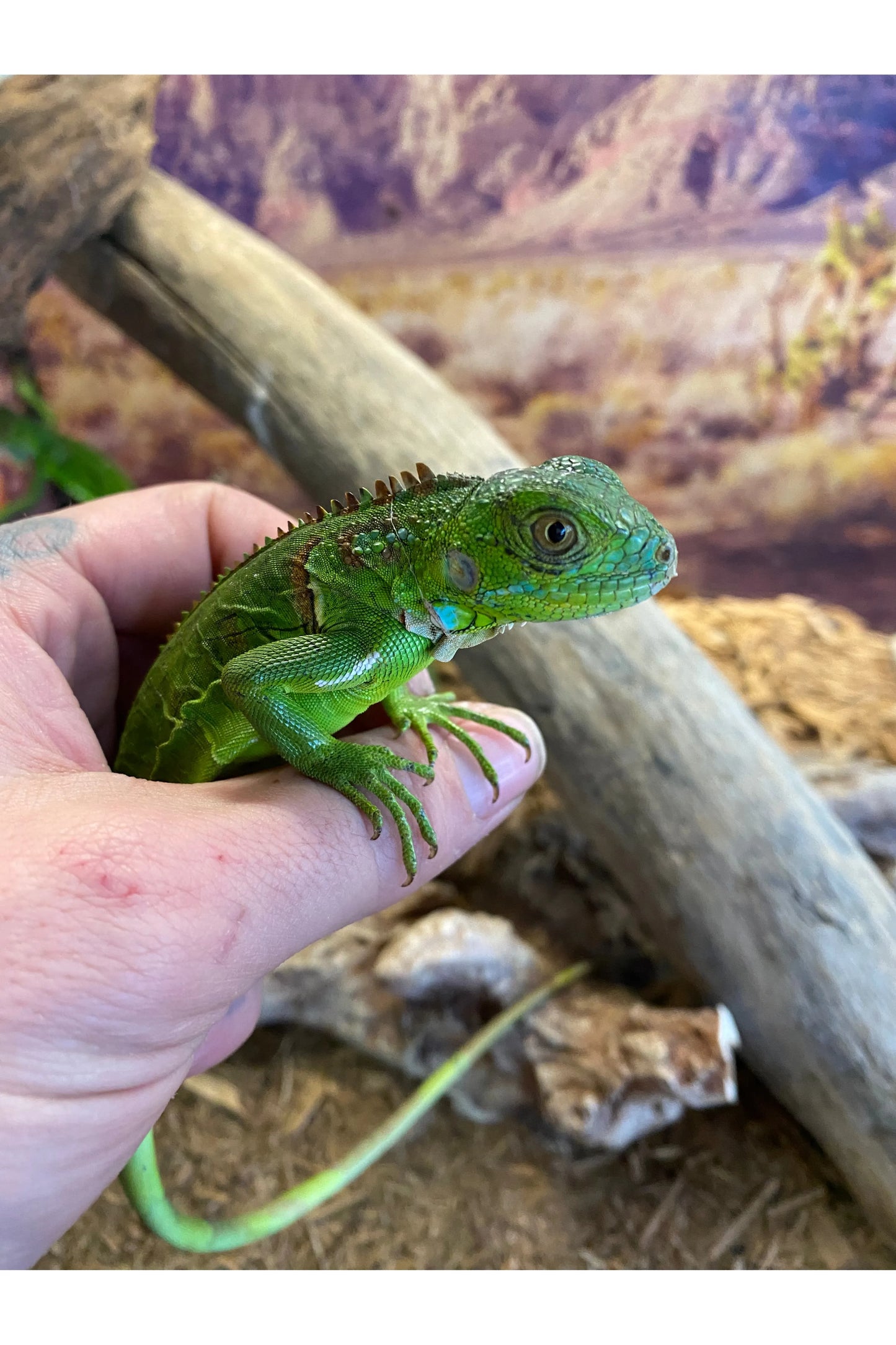 Green Iguana - Hatchling