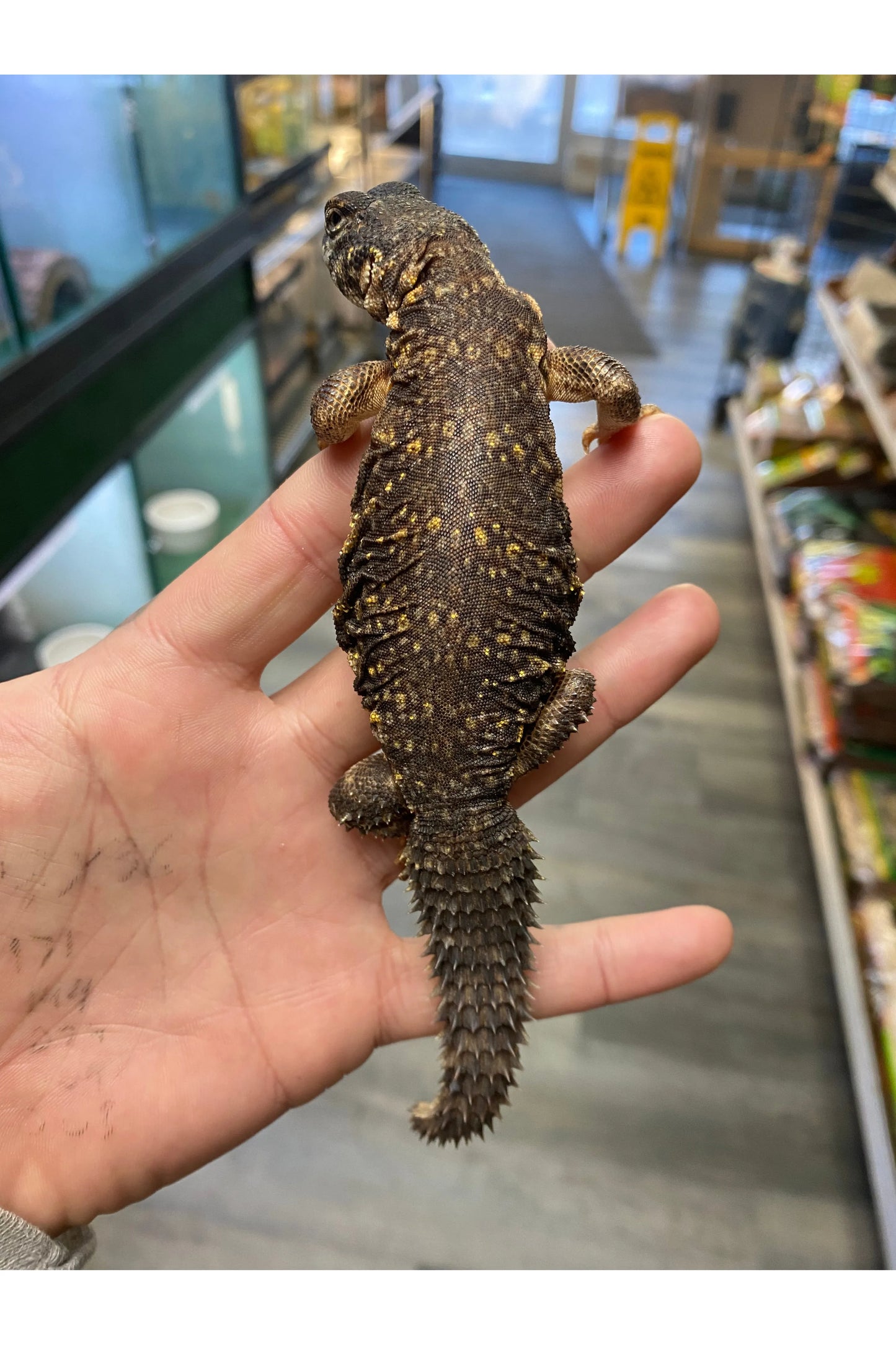 Nigerian Yellow Uromastyx - Female