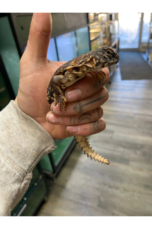 Nigerian Yellow Uromastyx - Female