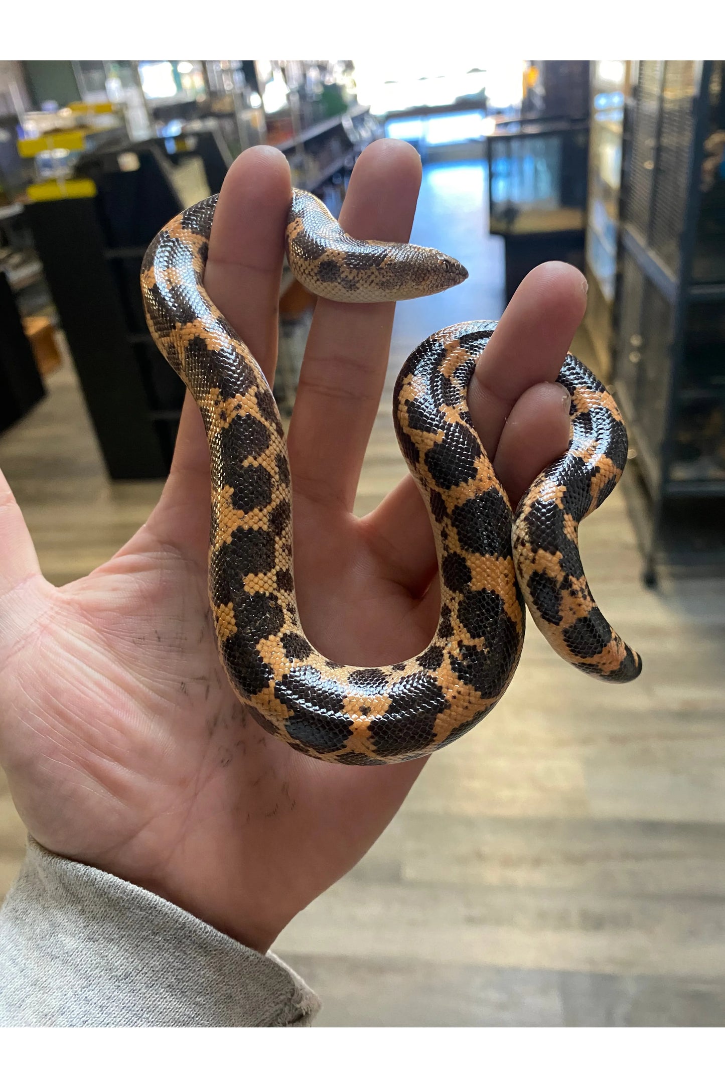 Sharptail Sand Boa