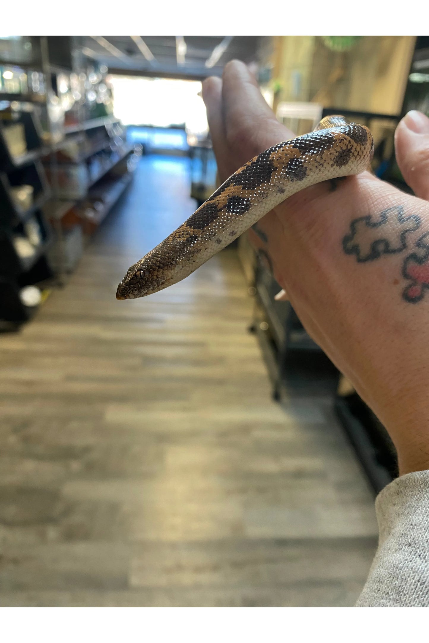 Sharptail Sand Boa