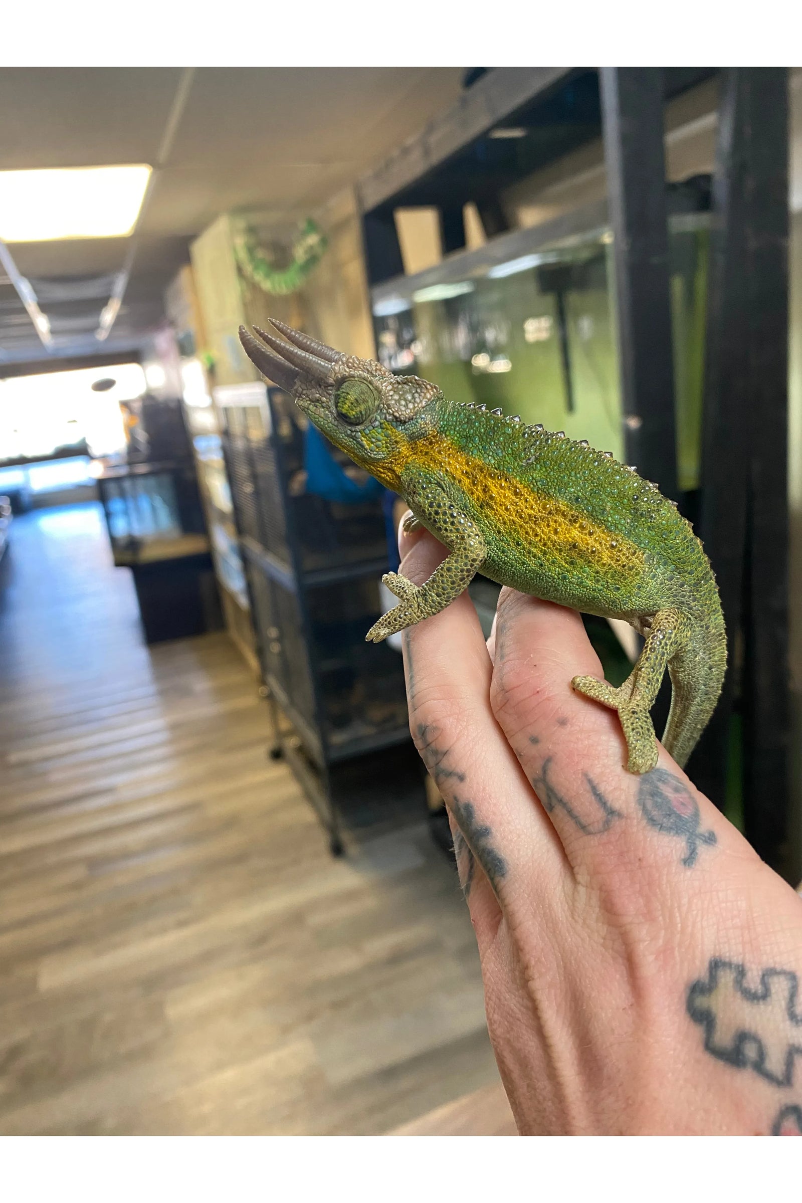 Rainbow Jackson’s Chameleon - Male