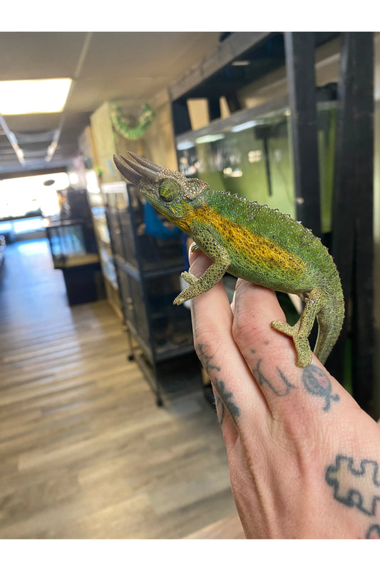 Rainbow Jackson’s Chameleon - Male
