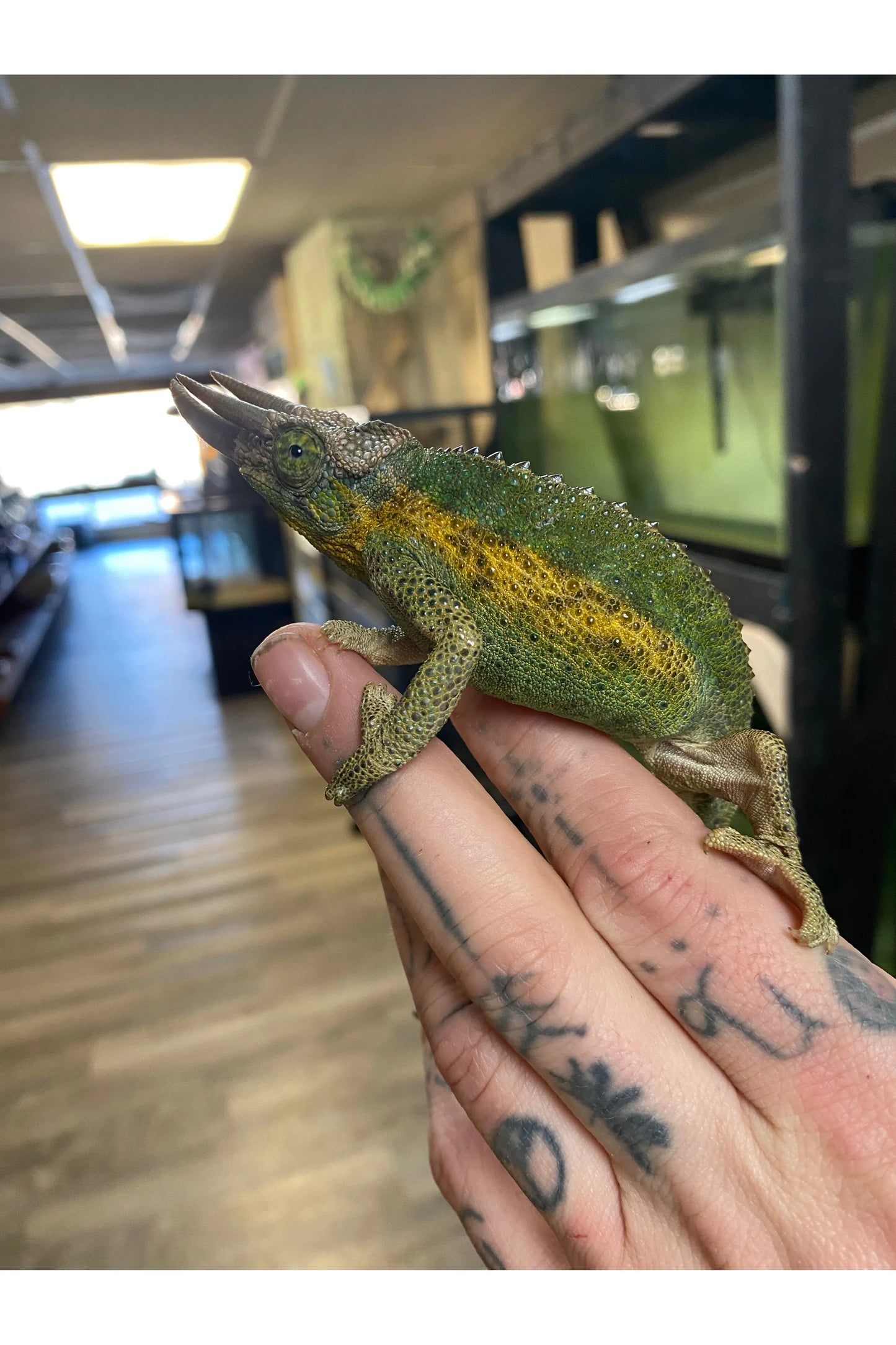 Rainbow Jackson’s Chameleon - Male