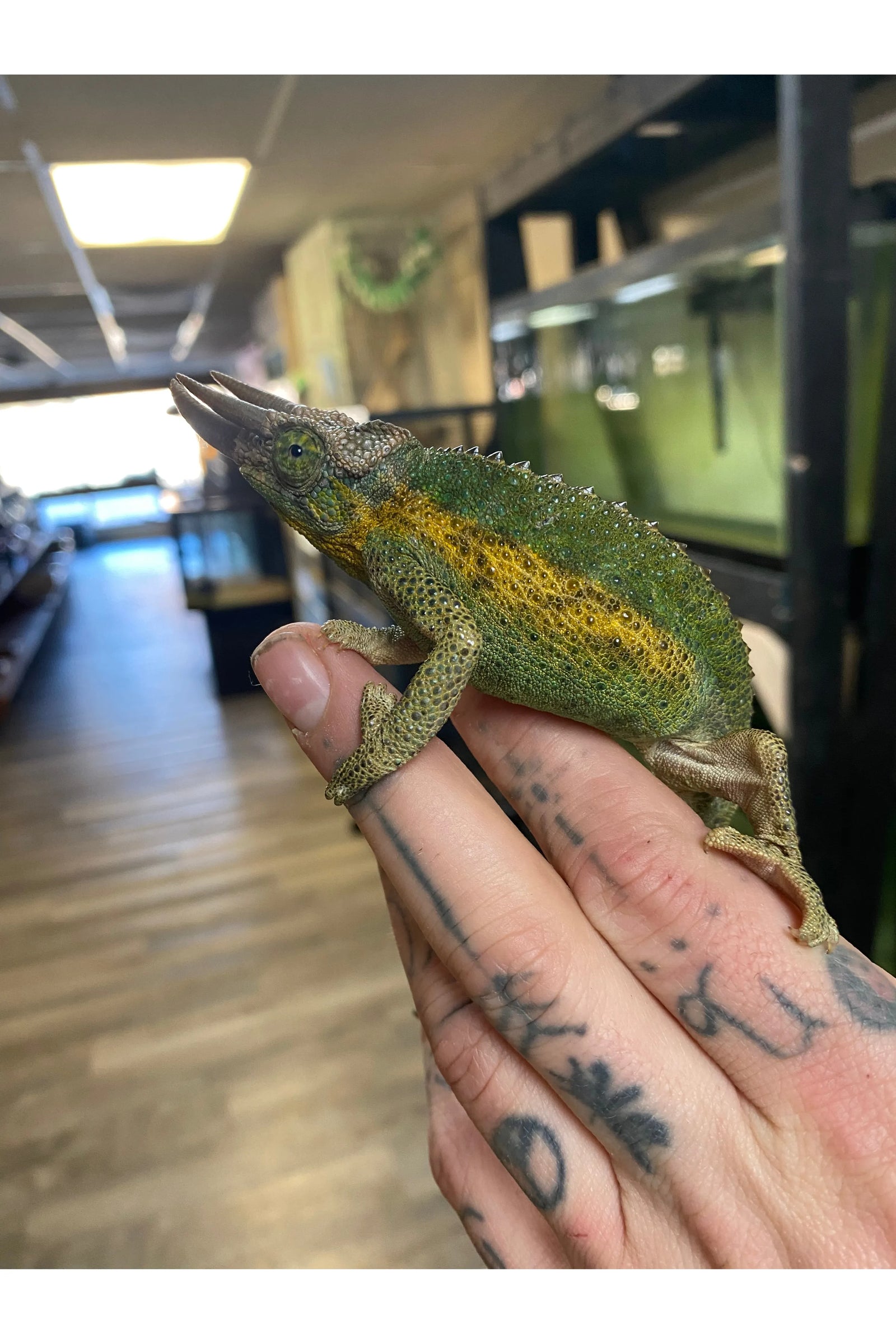 Rainbow Jackson’s Chameleon - Male