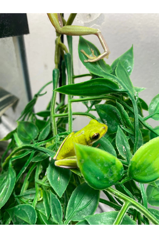 Green Tree Frog