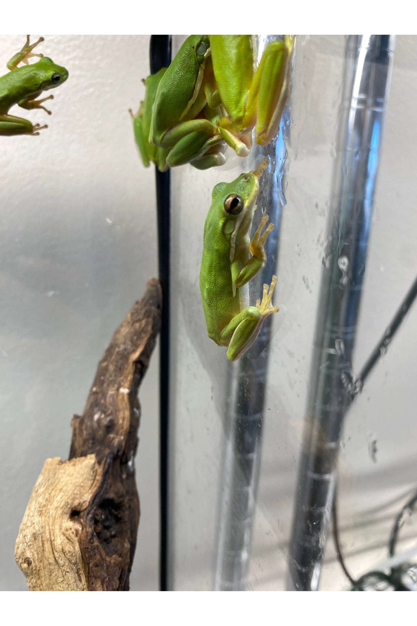 Green Tree Frog