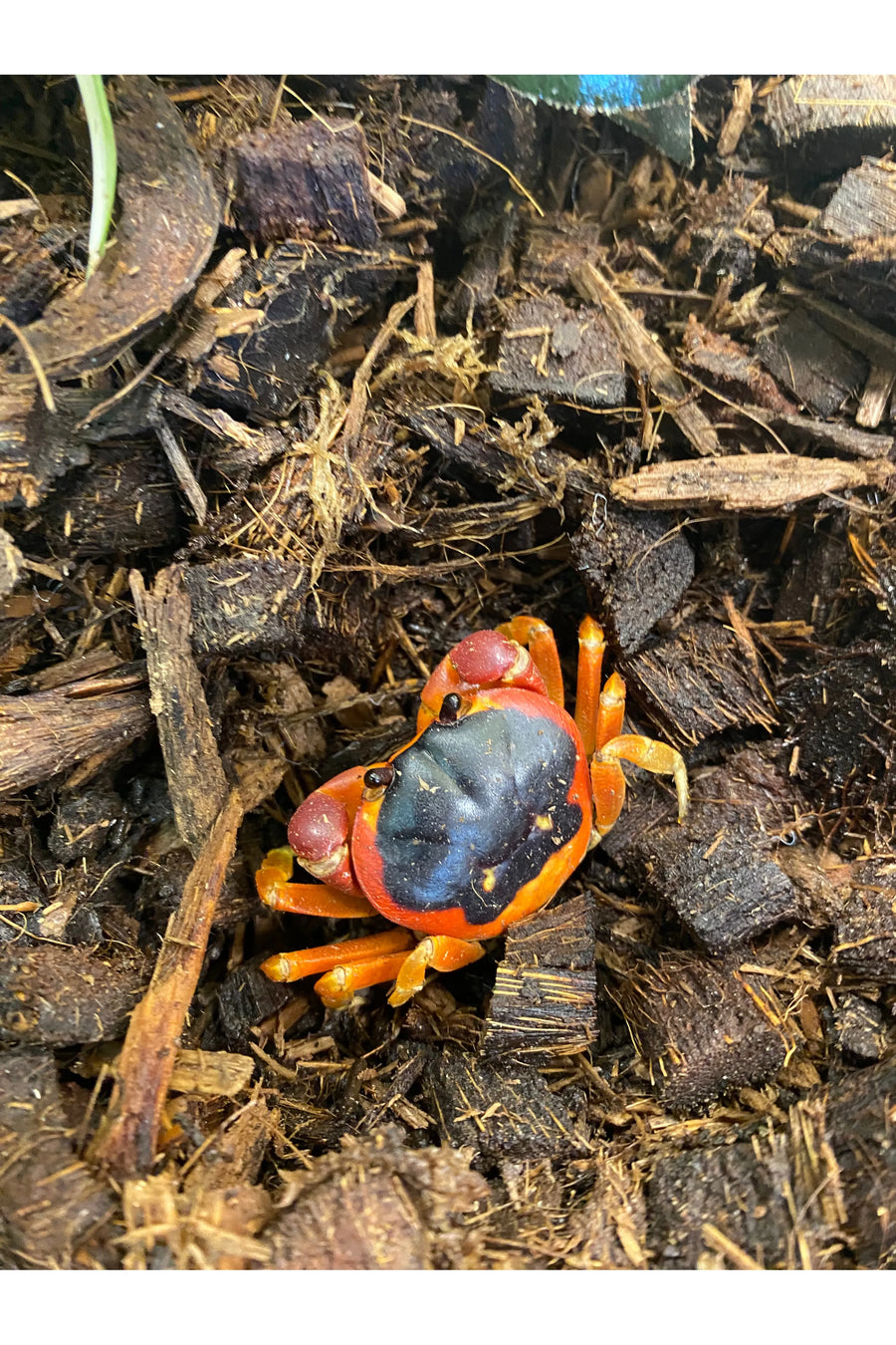 Red Devil Moon Crab