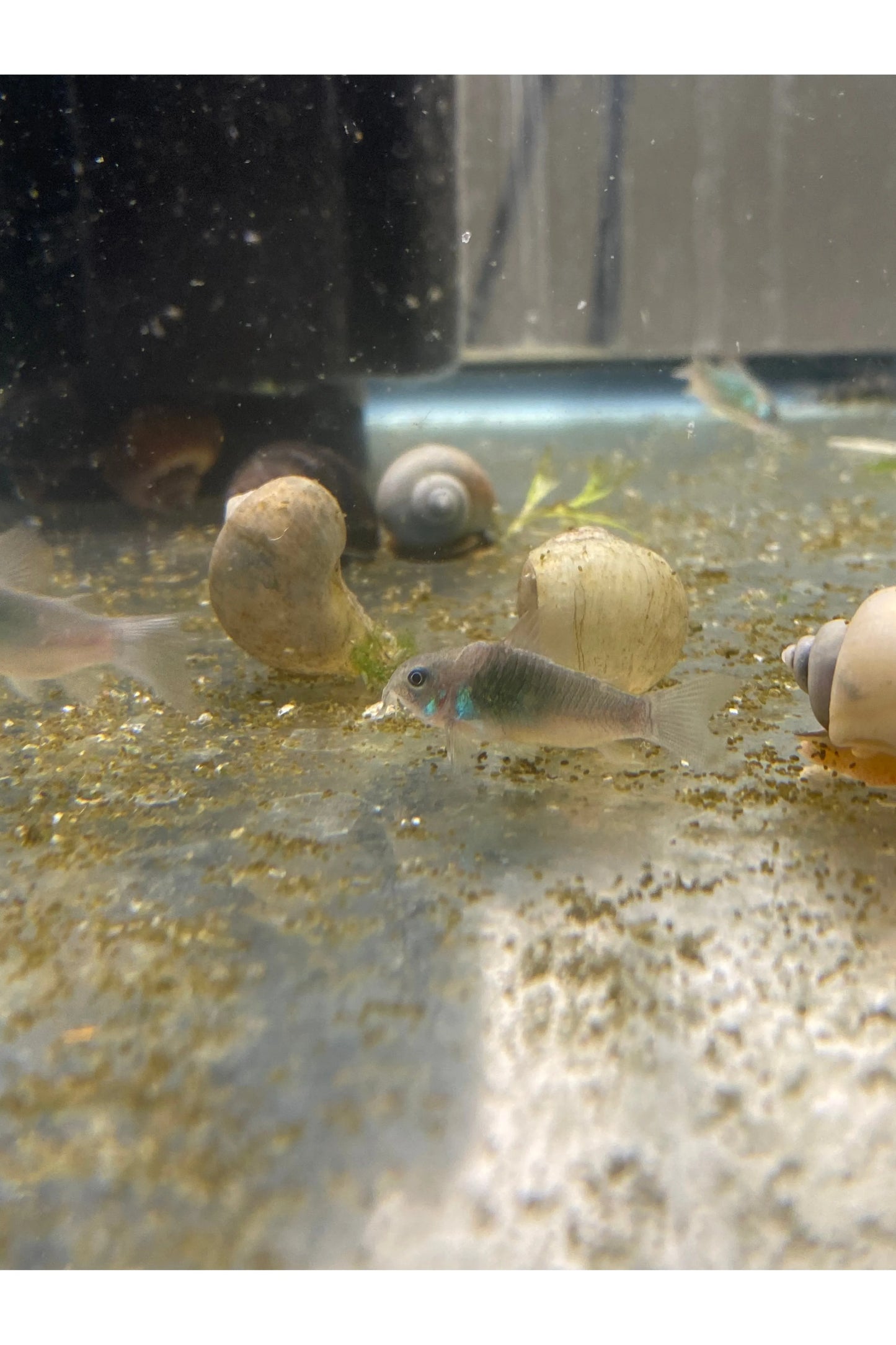Green Cory Cat