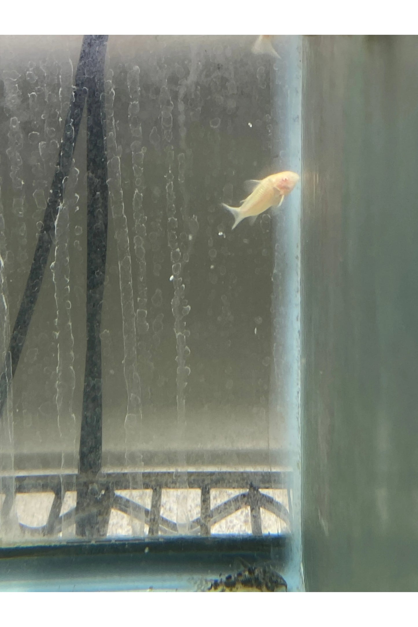 Albino Cory Cat
