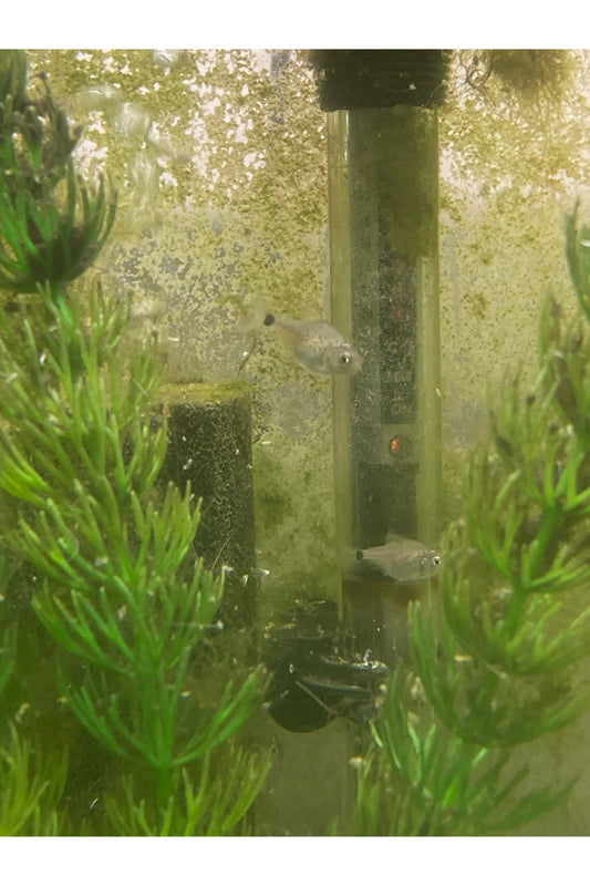 Red-Bellied Piranha